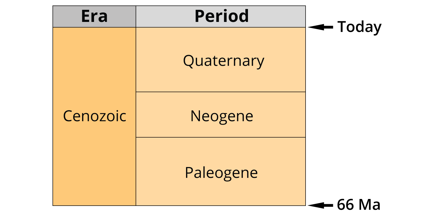 Periods of the Cenozoic era: Paleogene, Neogene, Quaternary