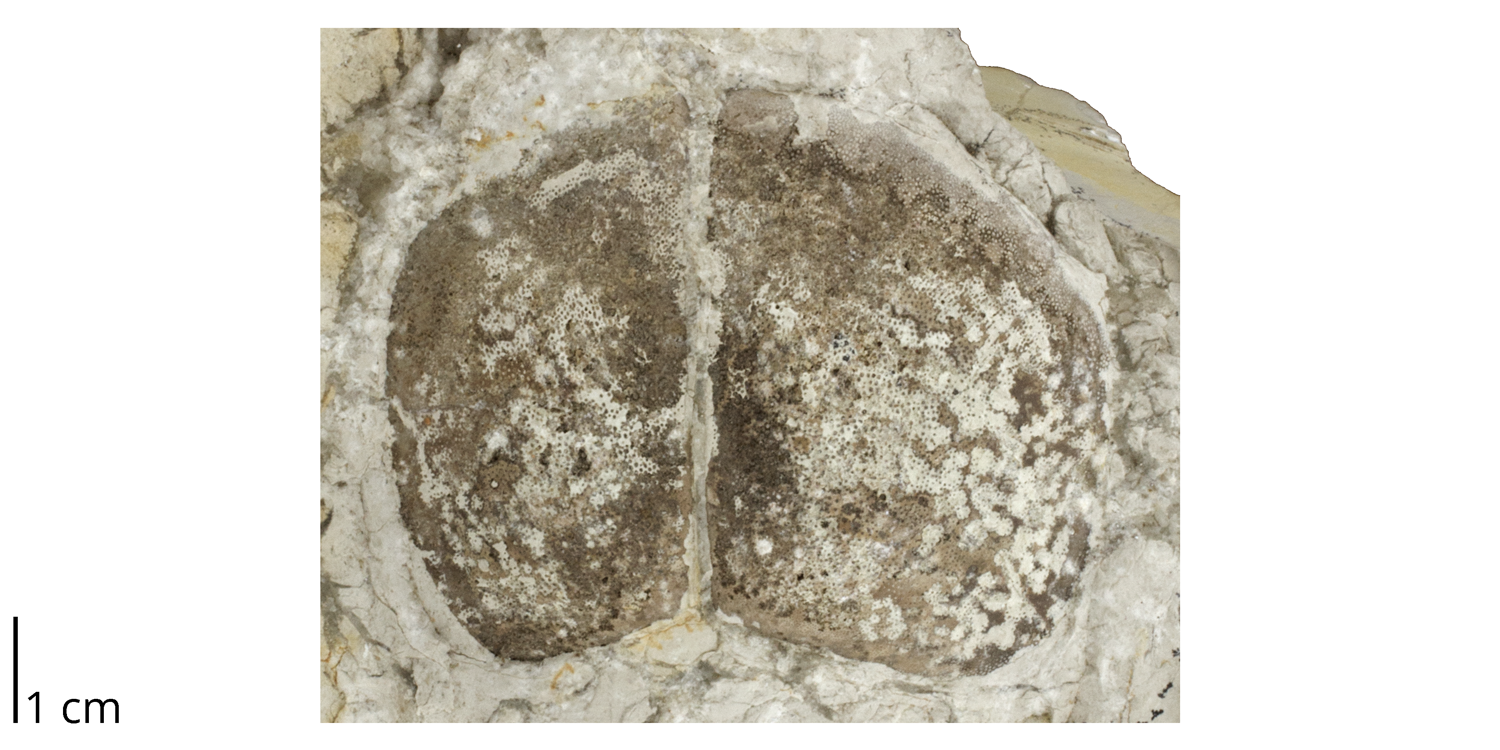 Aptychi pair from the Jurassic Solnhofen Limestone of Germany.