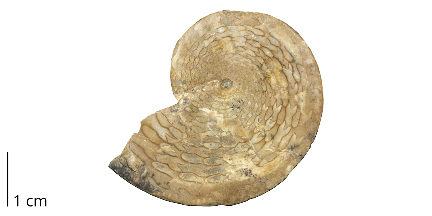 Ceratite ammonoid Medliocottia intermedius from the Permian of the Ural Mountains, Russia. While ceratite sutures are characteristic of the Triassic, this is a rare example of a late Paleozoic species that bears such a suture.