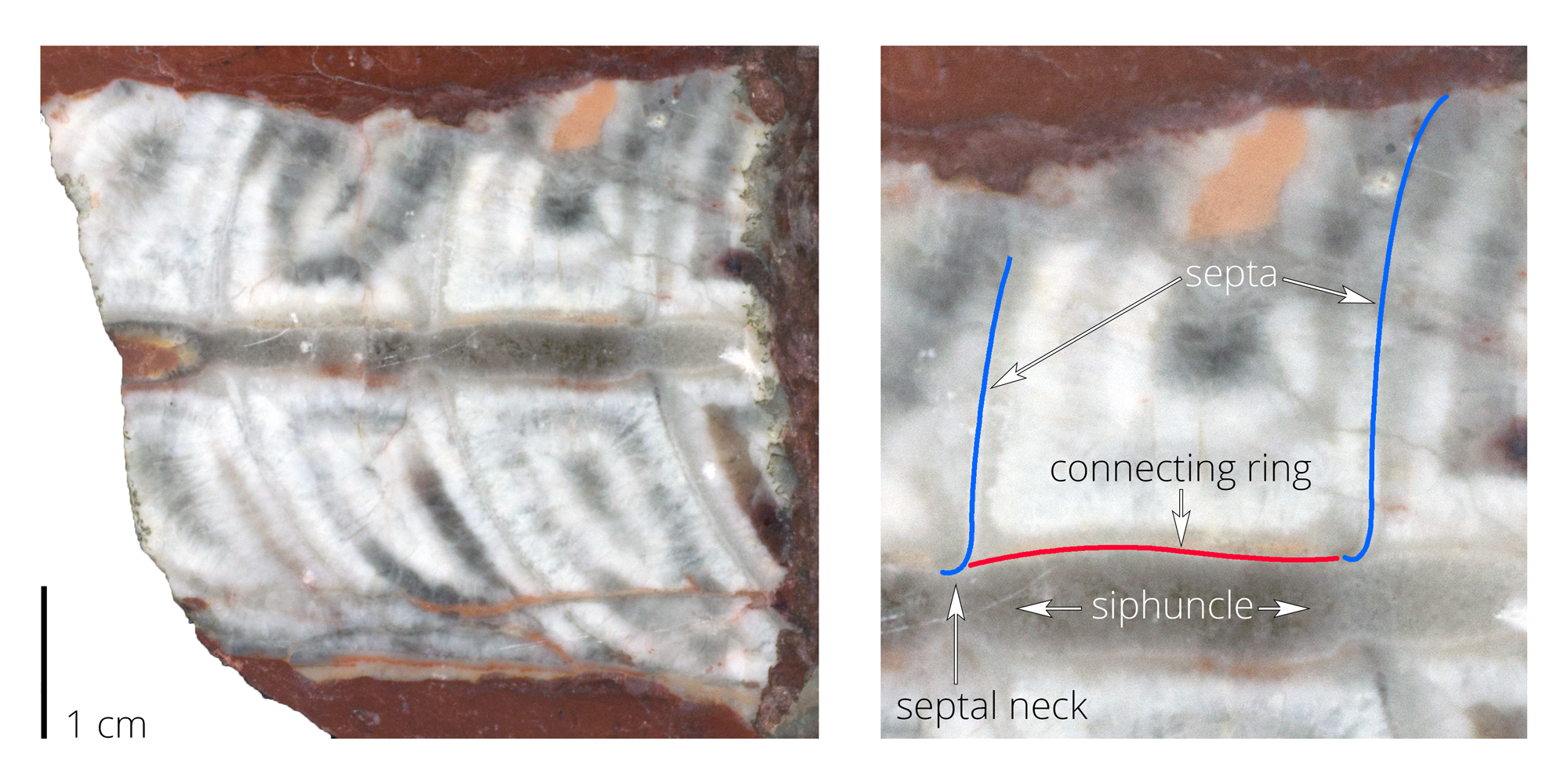 Fossil nautiloid cephalopod Michelinoceras sp. from Sweden.