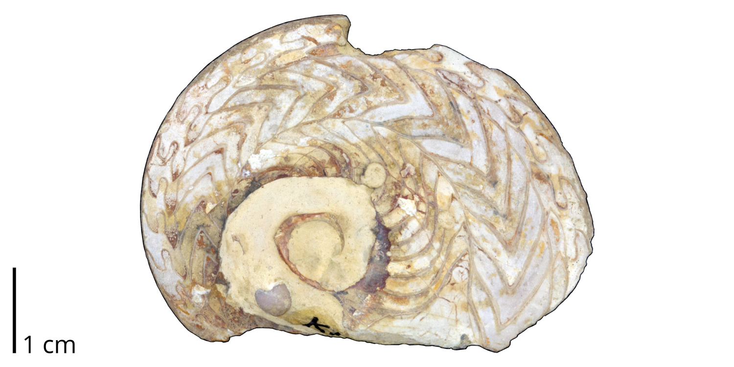 Goniatite ammonoid Neodimorphoceras plummerae from the Pennsylvanian Finish Shale of Jack County, Texas.