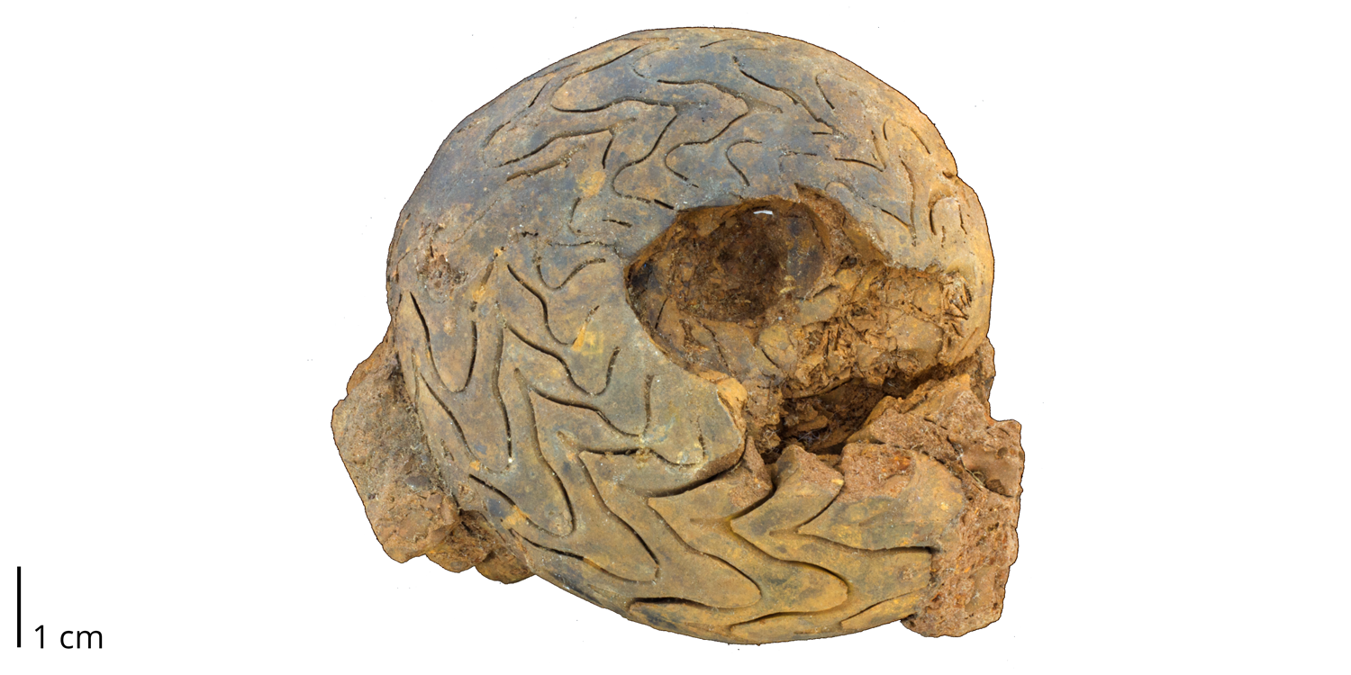 Goniatite ammonoid Pseudopara legoceras from the Pennsylvanian Atoka Formation of Oklahoma. This fossil is preserved as an internal mold; no original shell material remains (thus, the "sutures" are preserved as gaps between sediment-filled chambers).