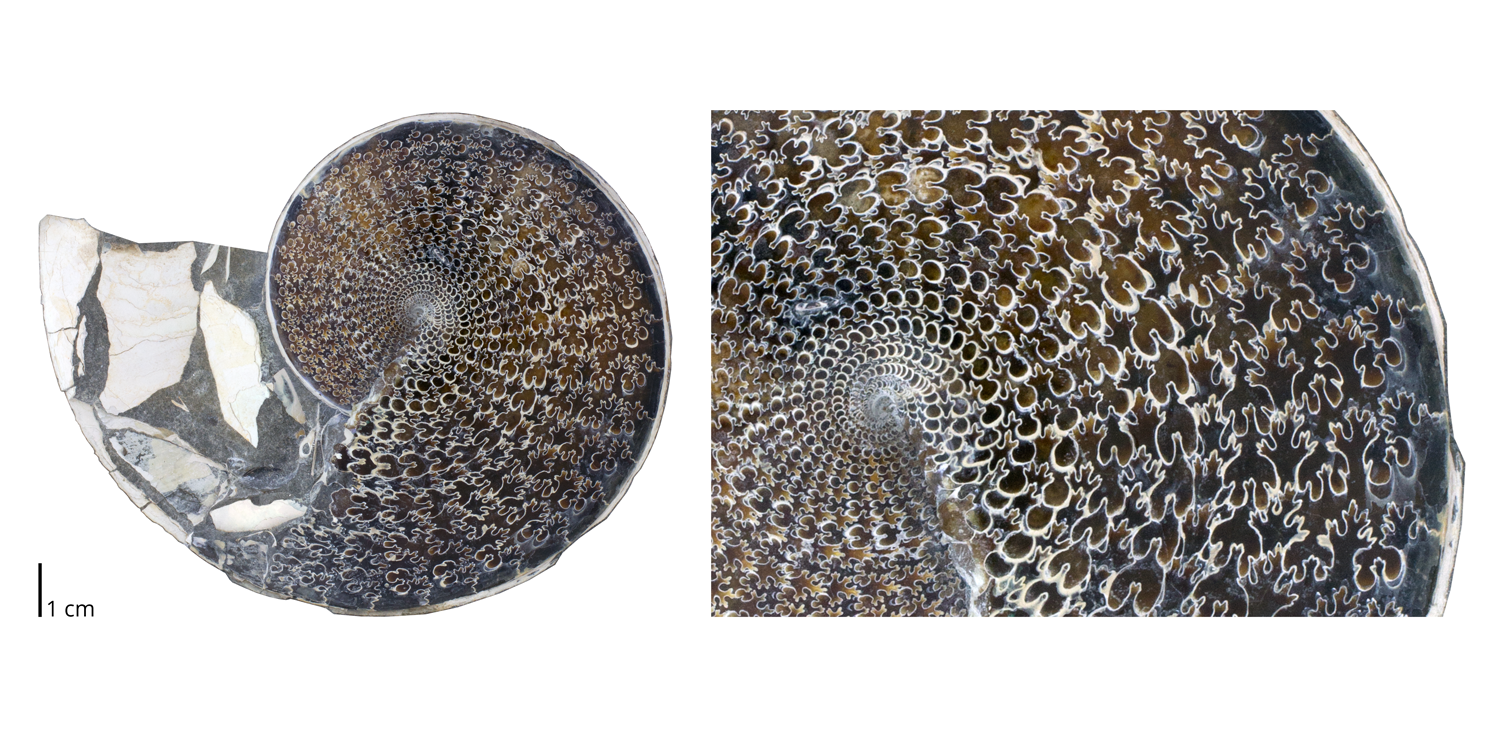 Ammonite phenodiscus lenticularis.