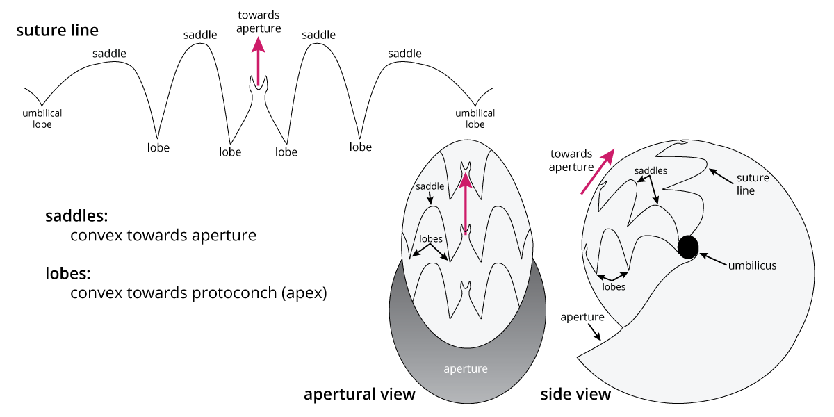 Morphology of ammonoid sutures