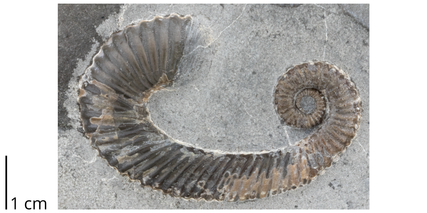 Heteromorph ammonite Toxoceratoides sp. from the Cretaceous (Aptian) of Queensland, Australia.