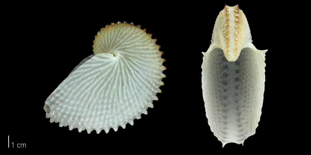 argonaut shell paper nautilus