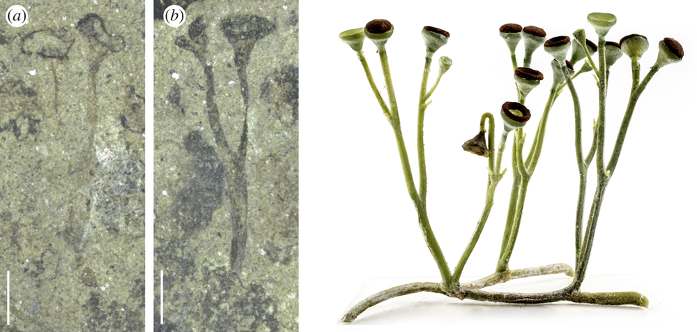 3-Panel figure. Panels 1-2: Specimen of Cooksonia showing branching sporophyte. Panel 3: Model of Cookonia showing branching sporophyte.