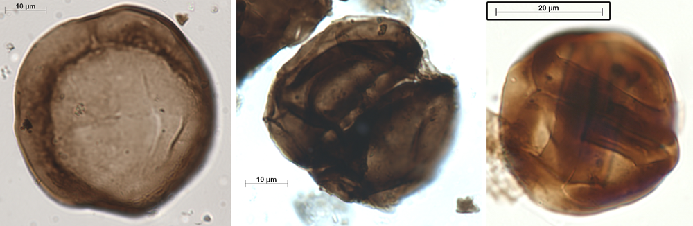 Examples of Ordovician cryptospores, which lack a trilete mark.
