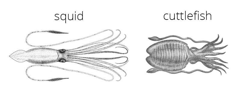 Drawings of a squid and cuttlefish, examples of Decapodiformes.