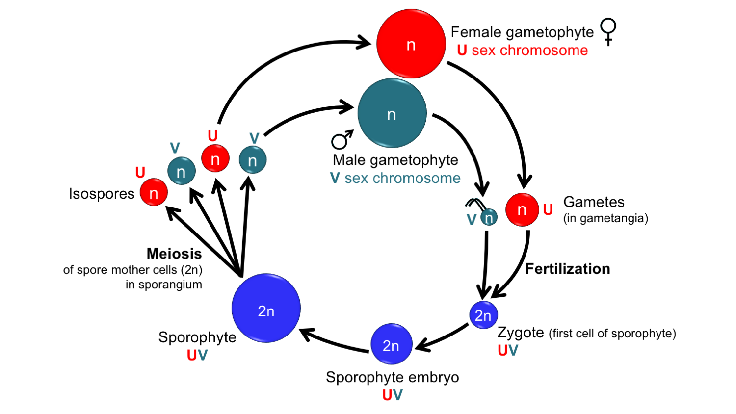 Diagram showing the life cycle of a land plant with unisexual gametophytes and sex chromosomes.