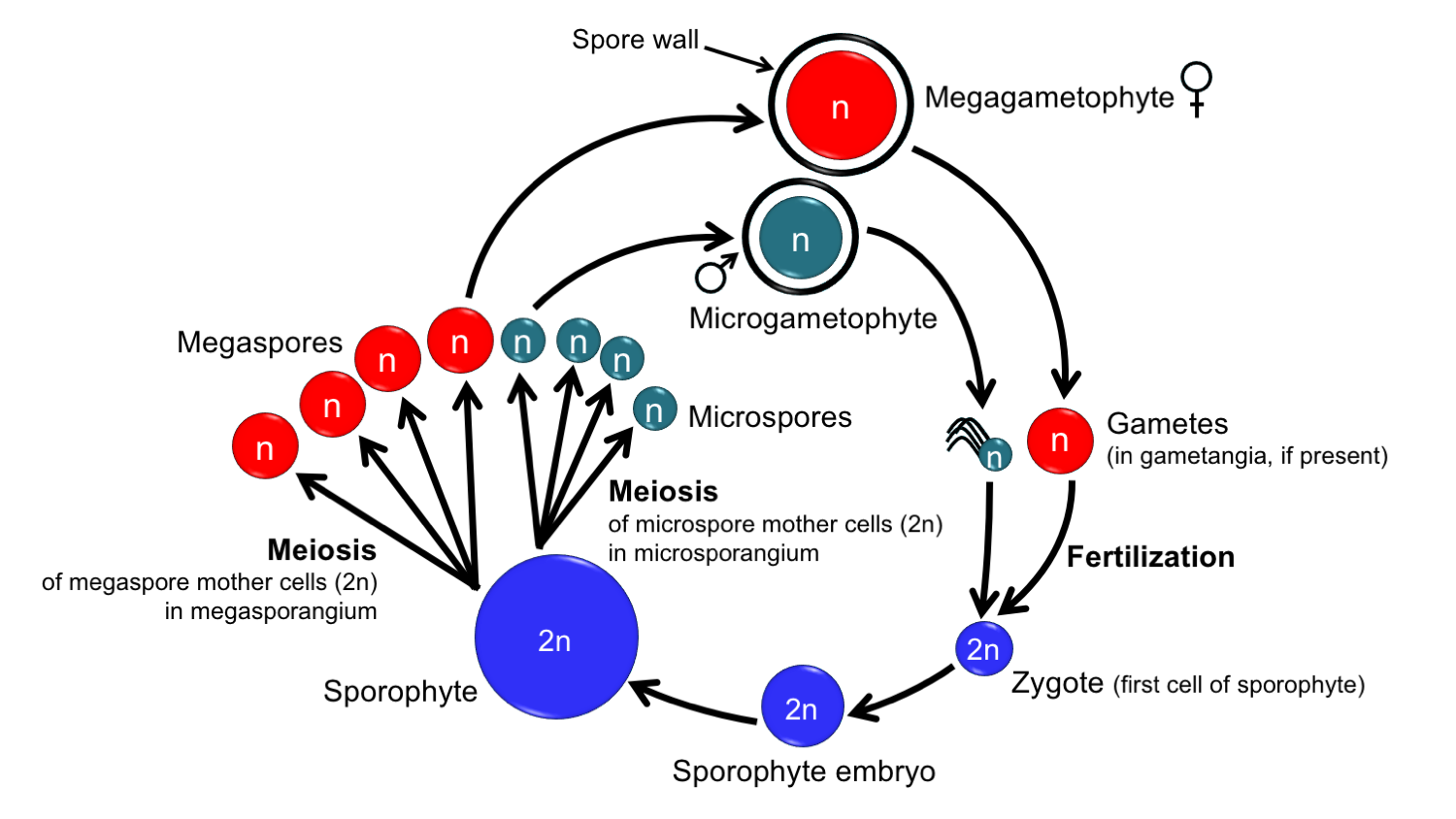 Diagram showing the generalized life cycle of a heterosporous plant.