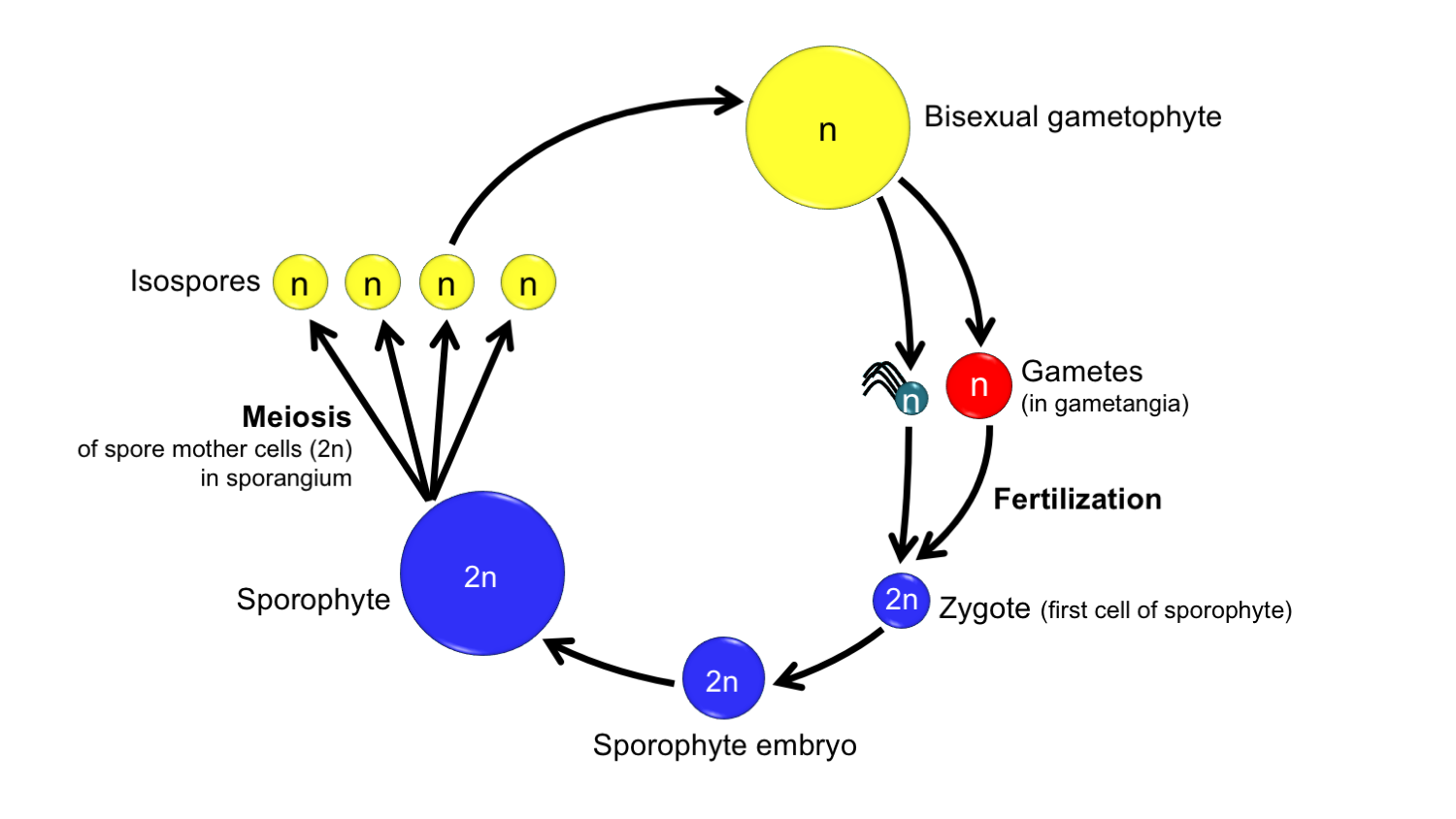 Diagram of the life cycle of a homosporous plant with bisexual gametophytes.