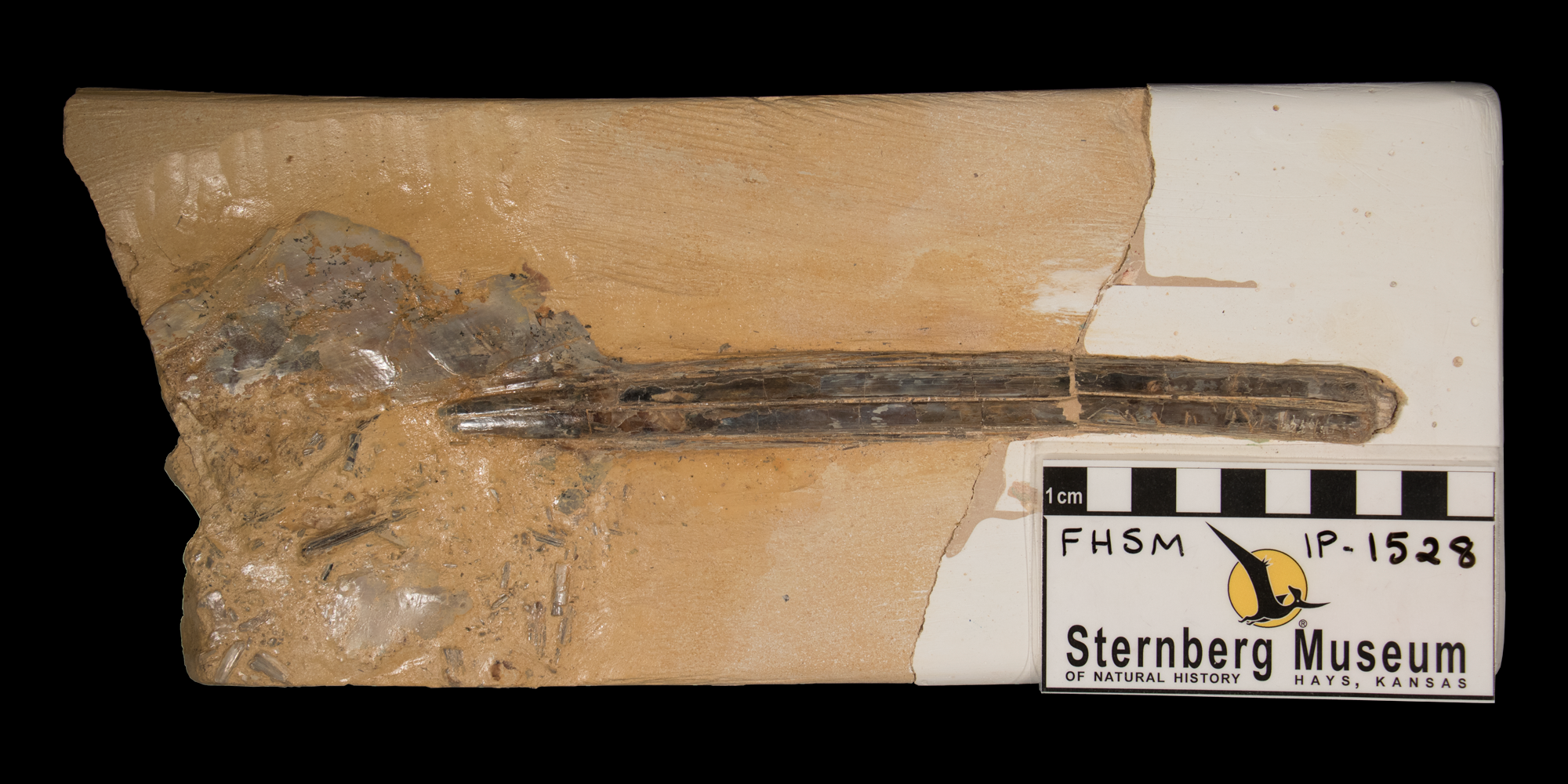 Fossil cephalopod gladius Kansasteuthis lindneri.