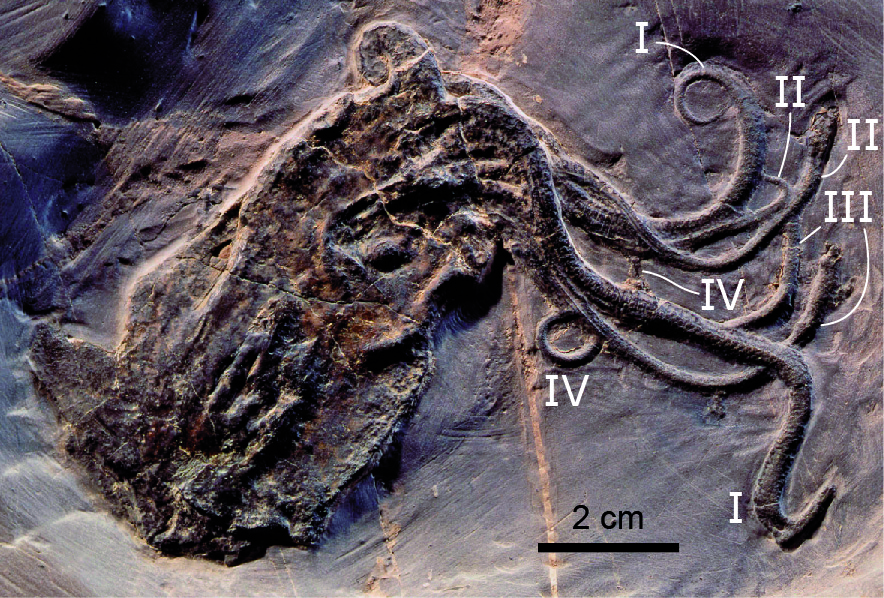 Fossil specimen of the Jurassic octopod Proteroctopus ribeti from the La-Voulte-sur-Rhône lagerstatte of France. The roman numerals identify the four pairs of arms.