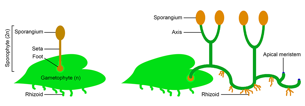 Left: Diagram of an unbranched bryophyte sporophyte with one sporangium. Right: Diagram of branched polysporangiophyte sporophyte with multiple sporangia and rhizoids (anchoring structures).