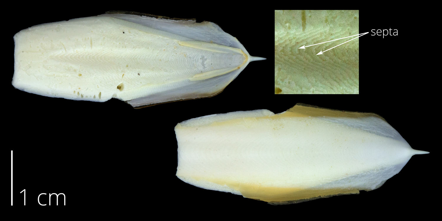 A "cuttlebone," the internal, chambered shell of a cuttlefish (Sepia).
