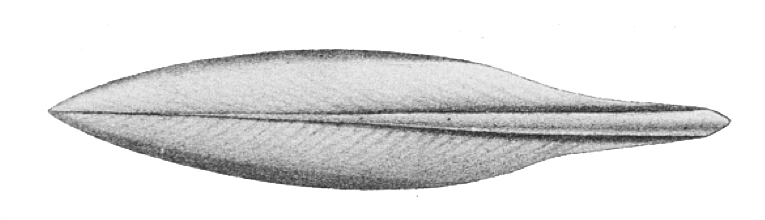 Drawing of the gladius of the extant squid Sepioteuthis lessoniana.