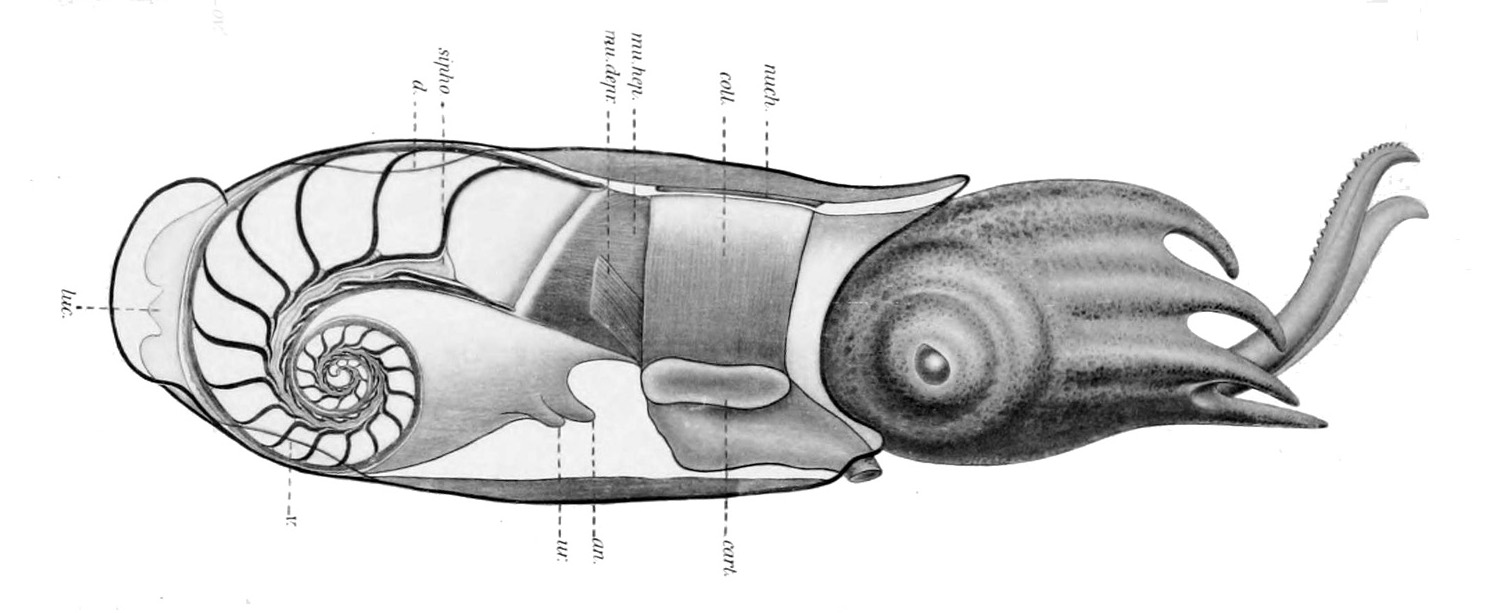 Drawing of Spirula spirula.