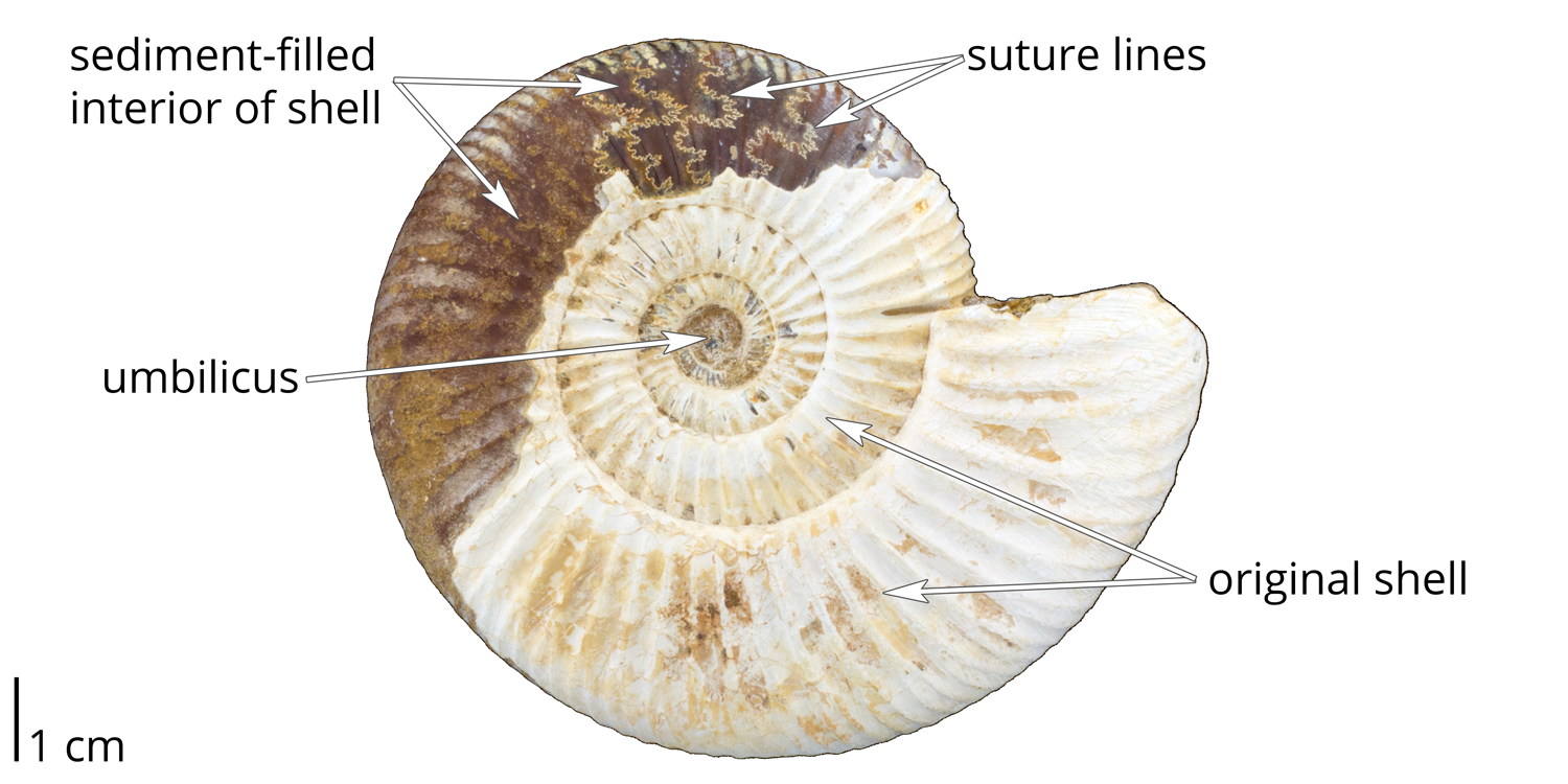 External and internal ammonoid shell features.
