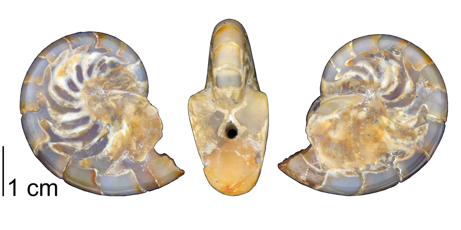 Fossil nautiloid cephalopod Aturia angustata from the Oligocene of Pacific County, Washington. Note the jagged-shape of the suture of this species. 