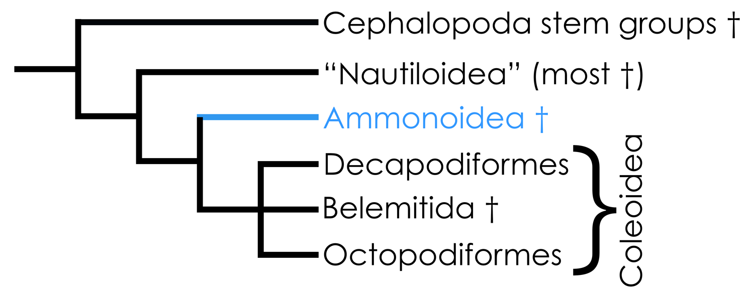 Highly simplified overview of cephalopod phylogeny based in part on the hypothesis of relationships presented by Kröger et al. (2011). 