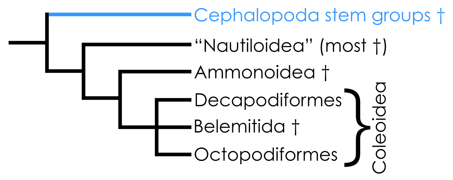 Highly simplified overview of cephalopod phylogeny based in part on the hypothesis of relationships presented by Kröger et al. (2011).