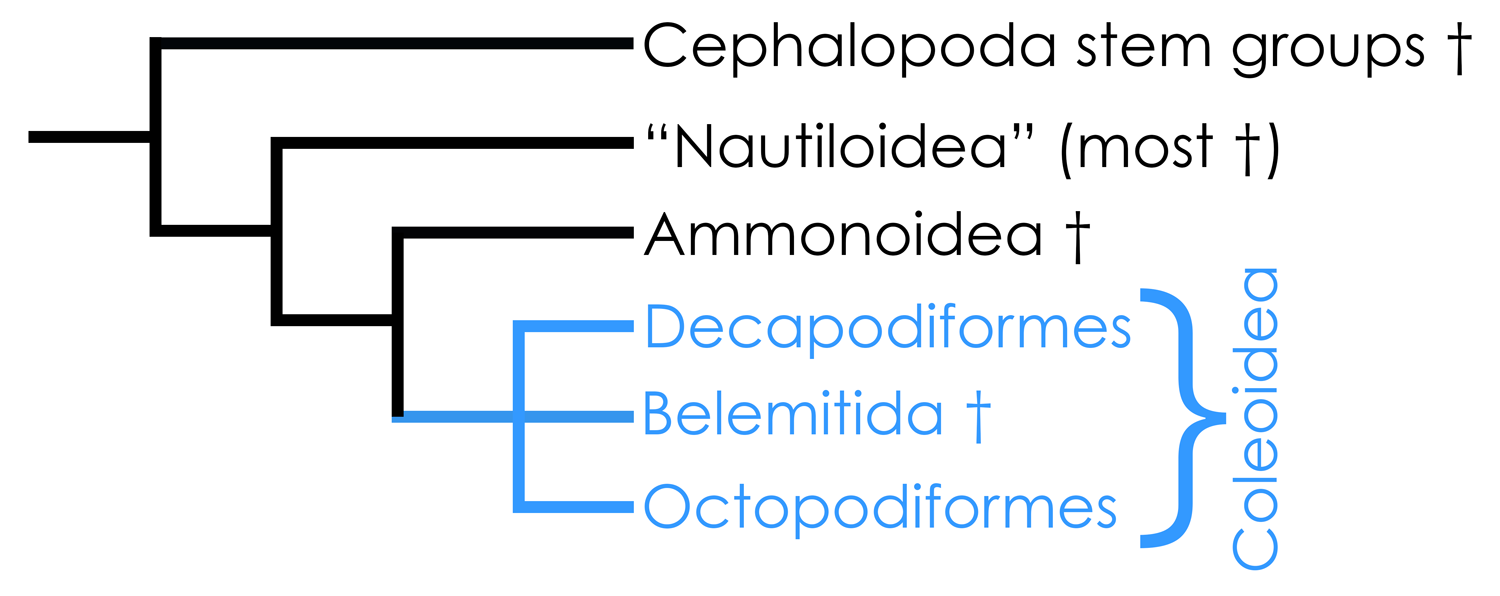 Highly simplified overview of cephalopod phylogeny based in part on the hypothesis of relationships presented by Kröger et al. (2011). 