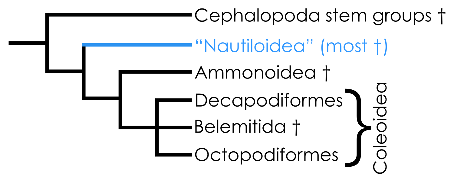 Highly simplified overview of cephalopod phylogeny based in part on the hypothesis of relationships presented by Kröger et al. (2011). 