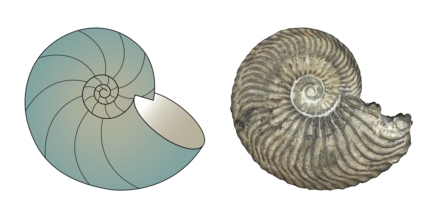 Left: cartoon illustration of a cephalopod shell with convolute coiling. Right: specimen of the ammonite Quenstedtoceras sp., which has convolute coiling; from the collections of the Paleontological Research Institution, Ithaca, New York.