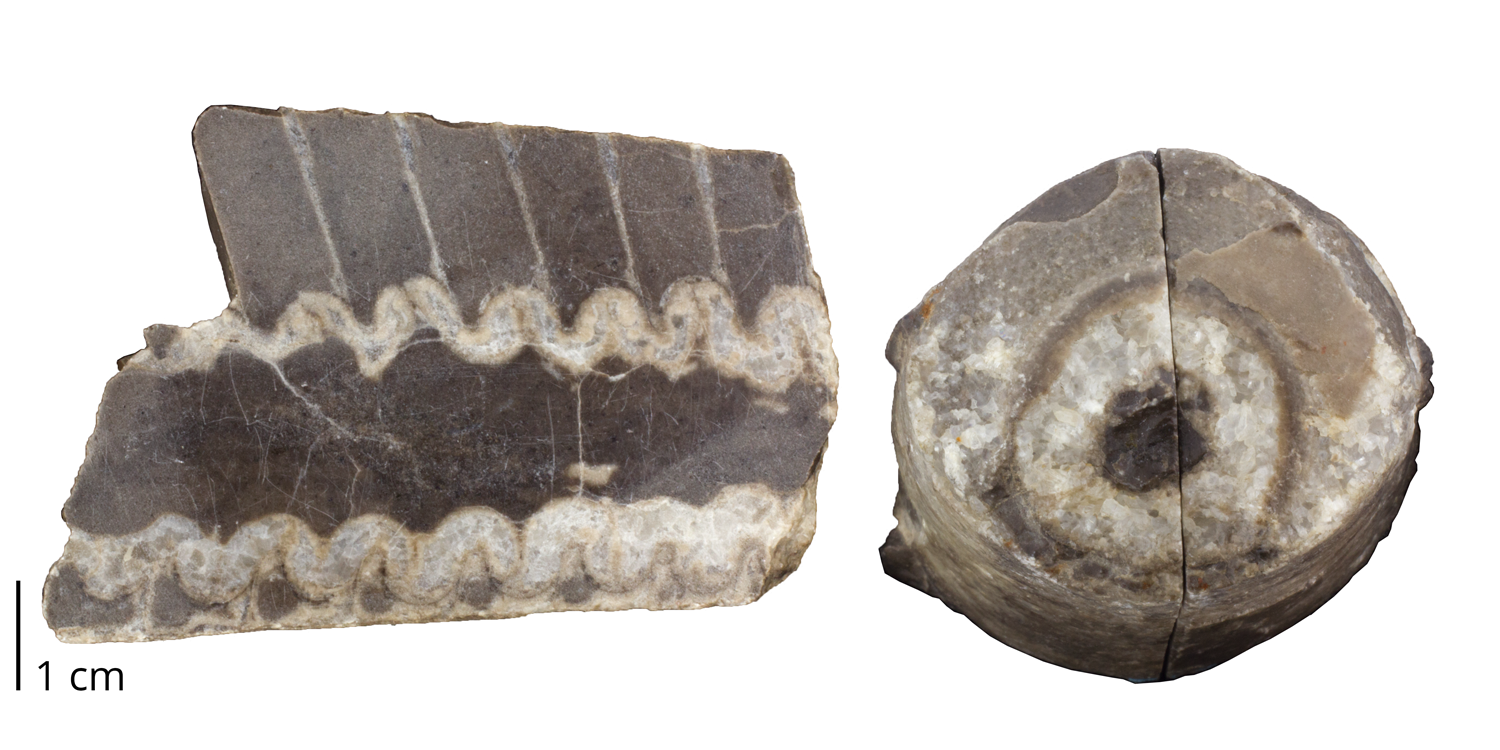 Fossil nautiloid cephalopod Endoceras multilobatum from the Ordovician Black River Limestone of Jefferson County, New York.