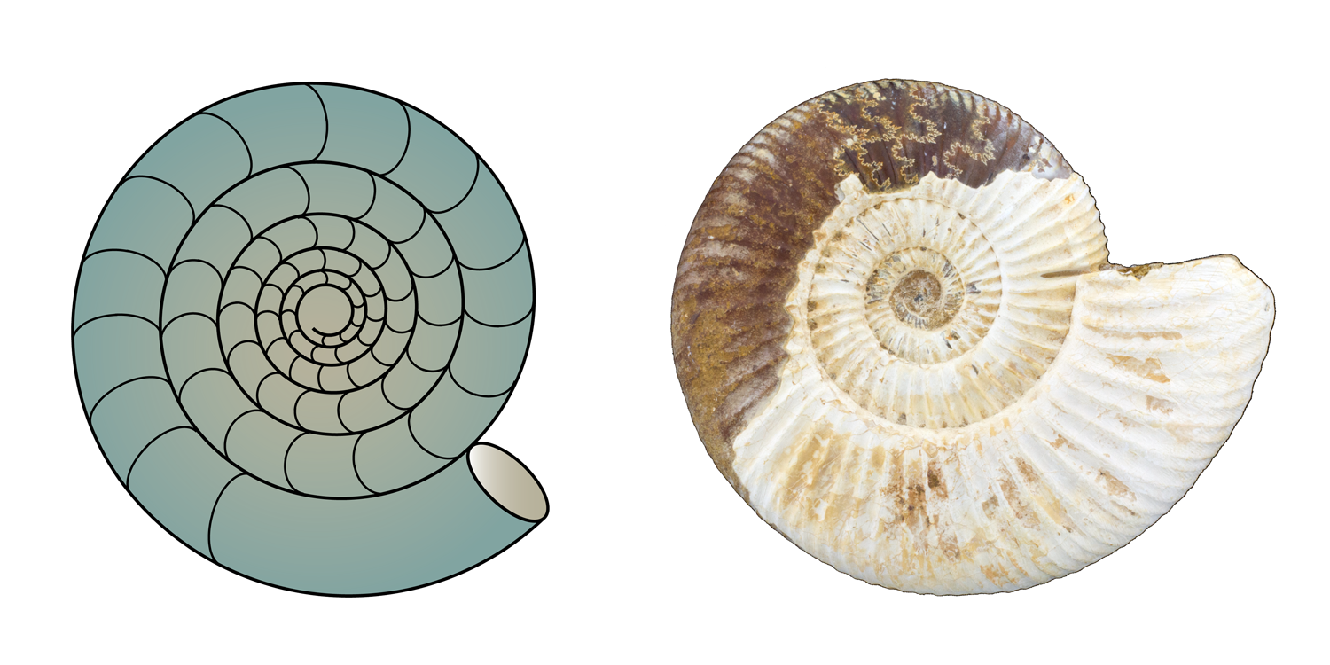 Examples of evolute shell coiling in ammonoids.