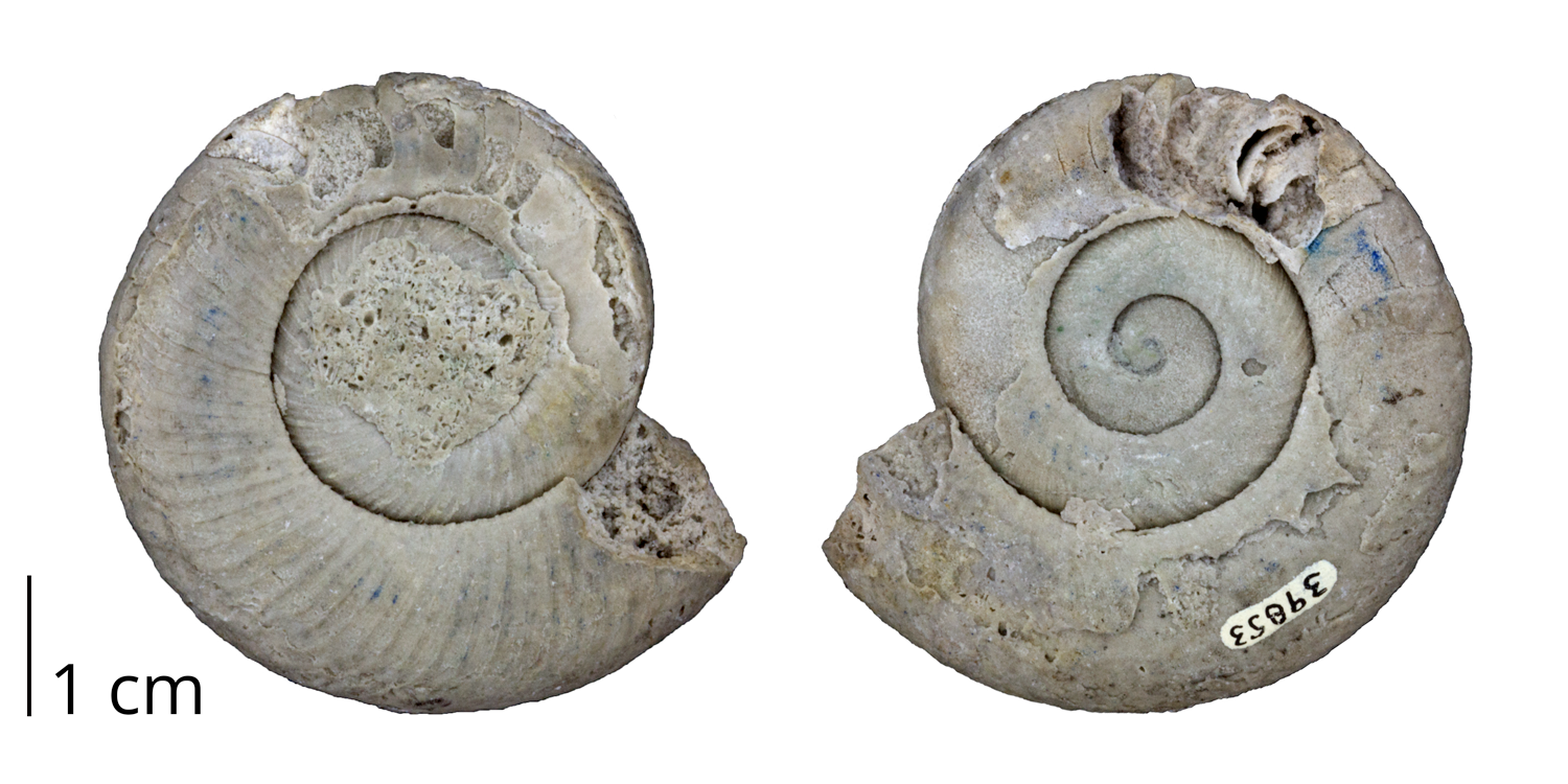 Fossil nautiloid cephalopod Graftonoceras graftonensis from the Silurian of Illinois.