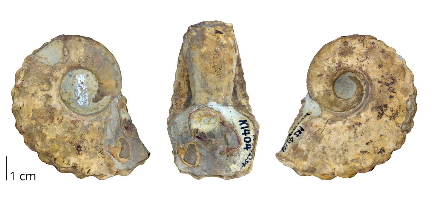 Fossil cephalopod Tainoceras monilifer from the Pennsylvanian Graford Formation of Palo Pinto County, Texas. 
