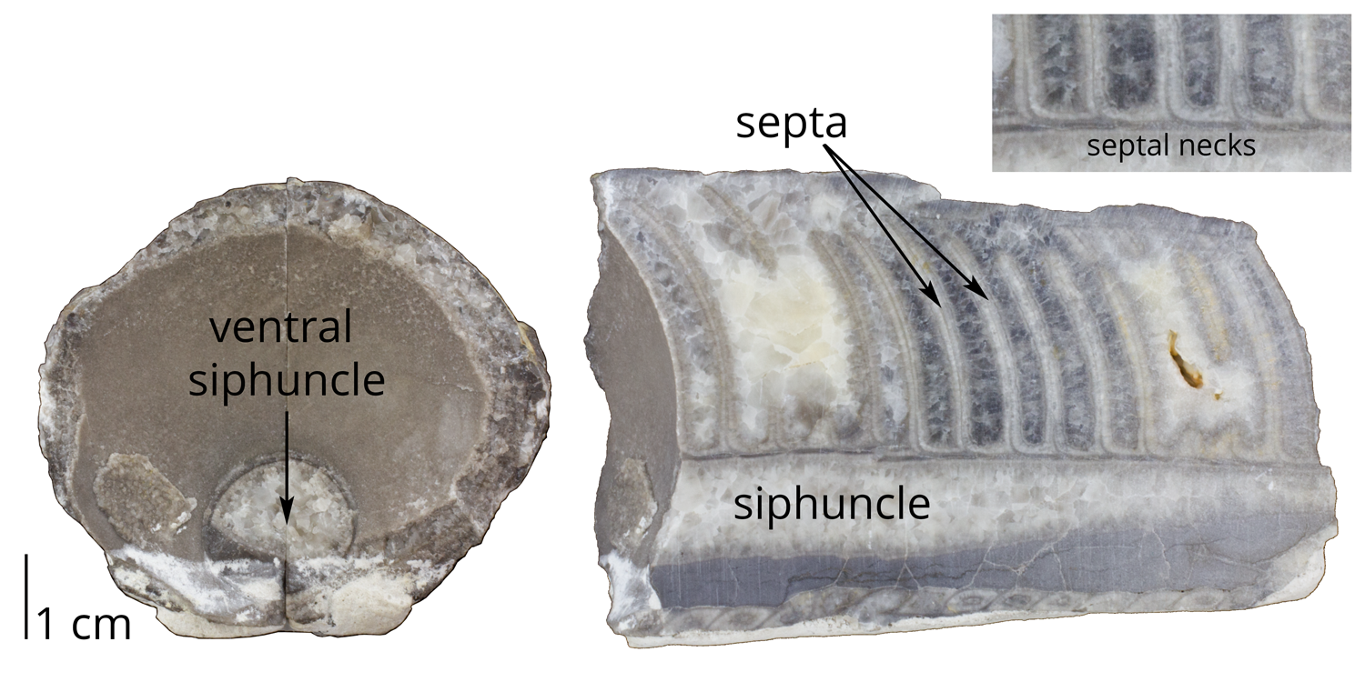 Fossil nautiloid Vaginoceras oppletum from the Ordovician Chazy Formation of Clinton County, New York.