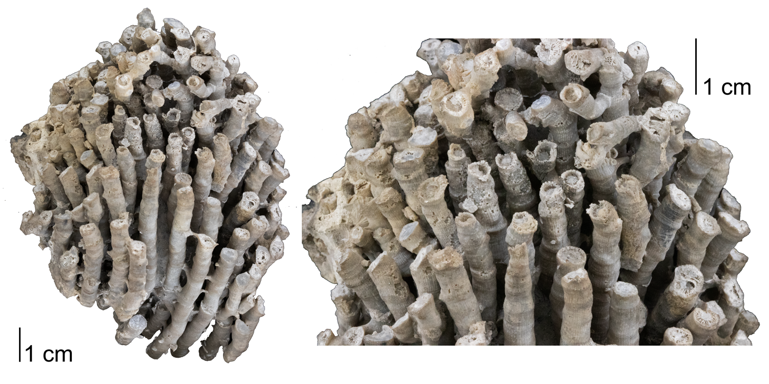 Fossil rugose coral Acinophyllum stramineum, from the Devonian Onondaga Limestone of Erie County, New York.