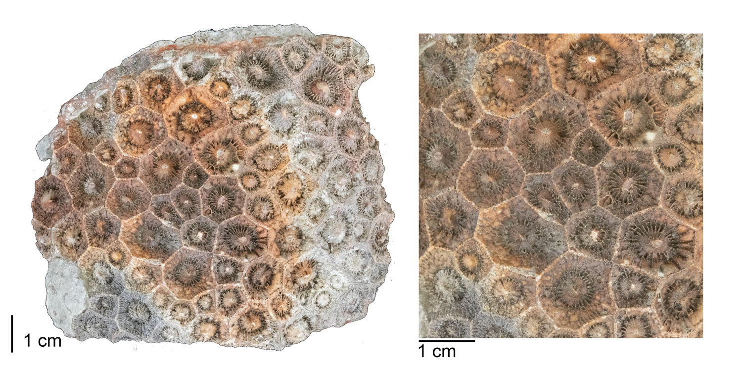 Fossil rugose coral Acrocyathus floriformis from the Mississippian St. Louis Limestone of Monroe County, Illinois