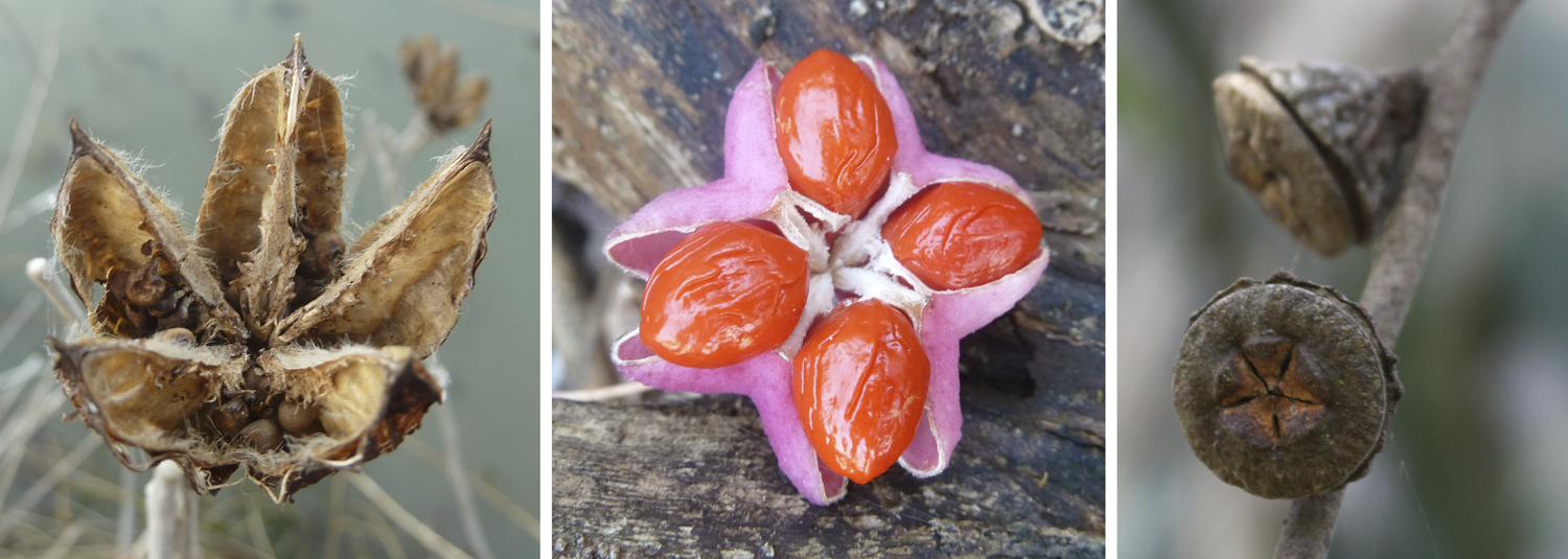 Capsules, left to right: crimson-eyed rosemallow, eastern wahoo, and blue gum.