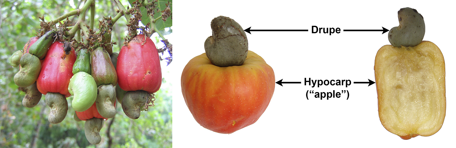 Cashews. Panel 1: Cashew fruits in tree. Panel 2: Whole cashew fruit and fruit with apple cut in longitudinal section.