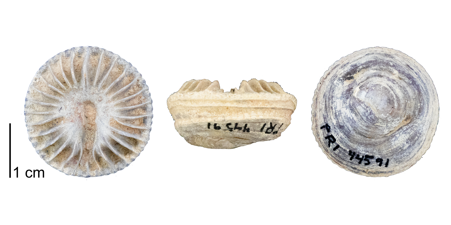 Fossil rugose coral Cumminsia aplata from the Pennsylvanian of San Saba County, Texas.