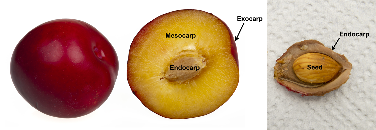 2-Panel Figure of drupes. Panel 1: Whole plum next to a plum sliced in half to show the three wall layers of a drupe. Panel 2: Peach pit containing a single seed.