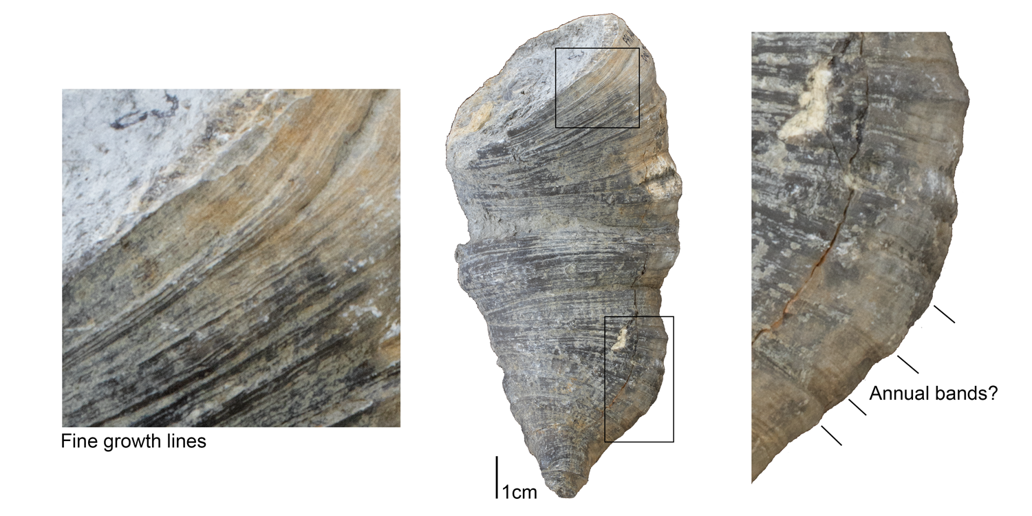 Photographs of a fossil rugose coral showing fine growth lines.