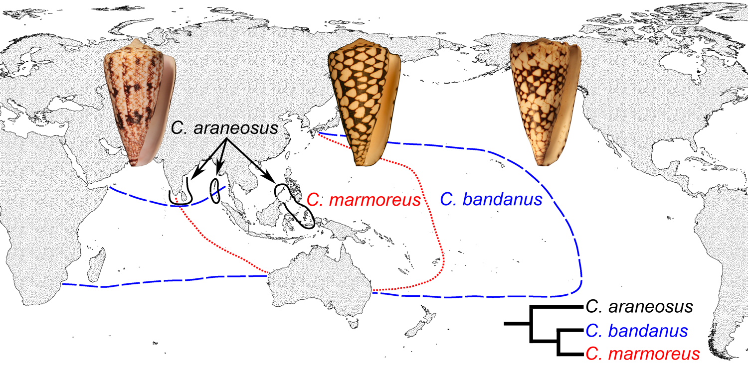 Differing geographical ranges of three closely-related species of cone snails. Conus marmoreus and Conus bandanus have planktotrophic development, while Conus araneosus has nonplanktotrophic development (data from Röckel et al. (1995) and Duda and Kohn (2005)). 