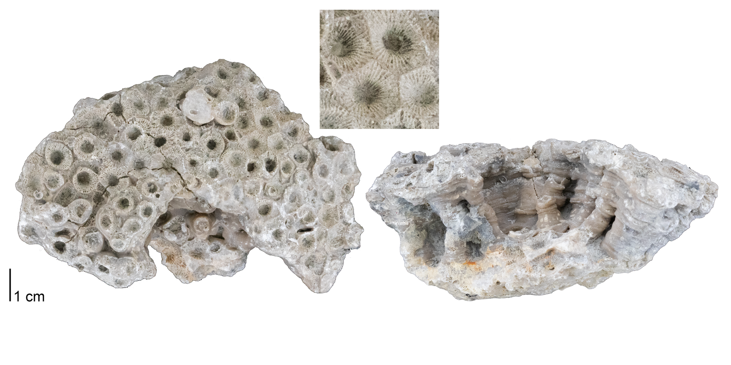 Fossil rugose coral Hexagonaria percarinata from the Middle Devonian of Presque Isle County, Michigan