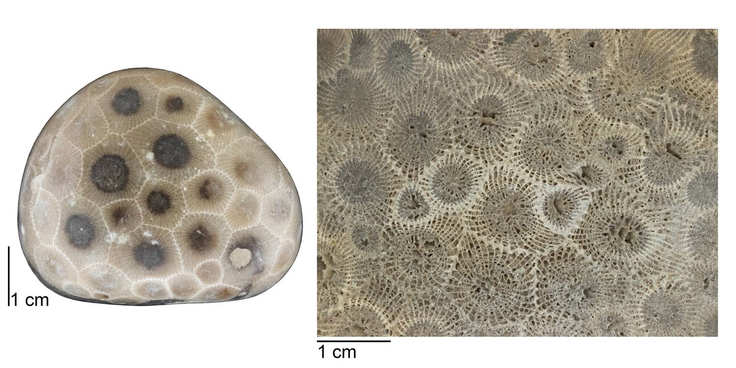 Left: A polished Petoskey stone. Right: An unpolished section of Petoskey stone