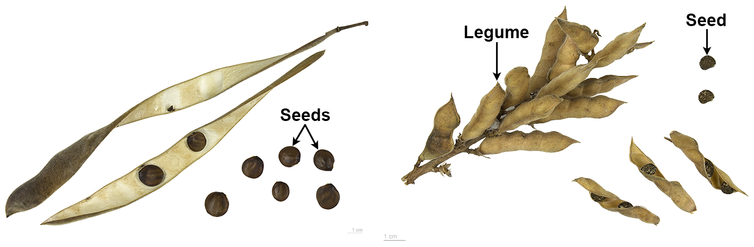 Two types of legumes: Right: Wisteria fruit and seeds; left: Lupine fruits and seeds.