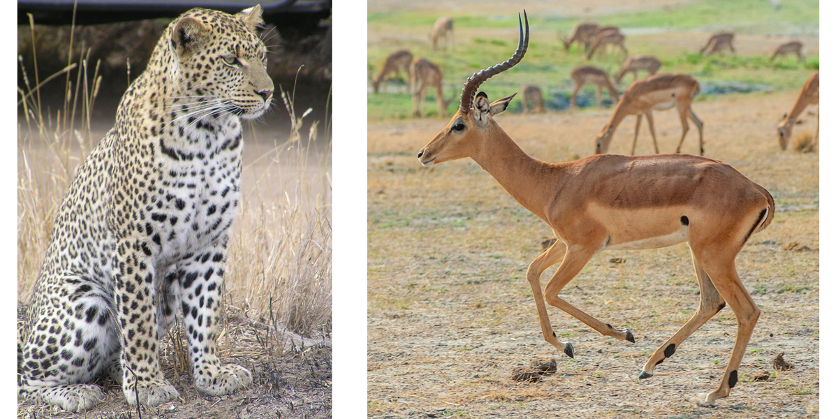 Left: the African leopard, Panthera pardus. Right: the impala, a type of antelope.