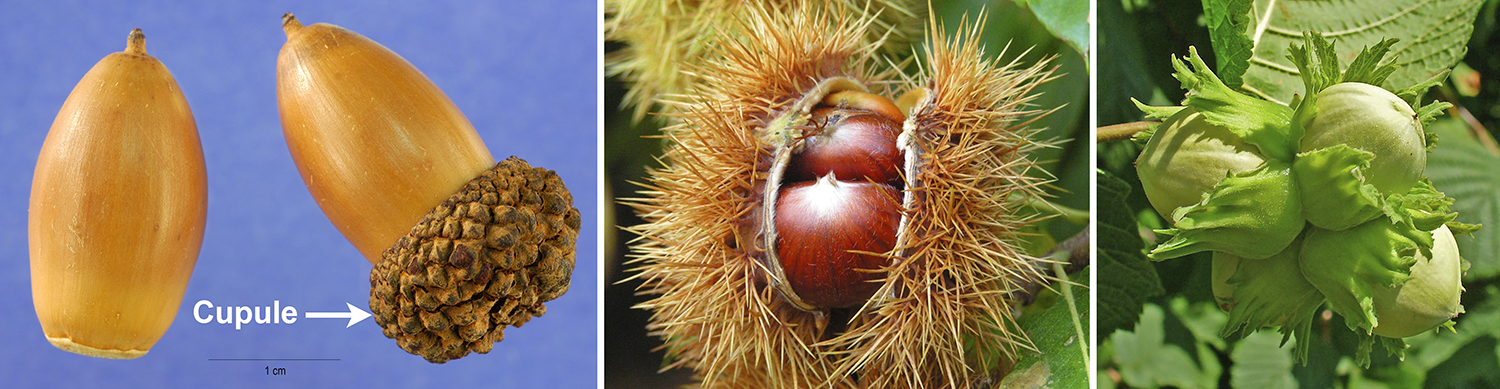 Nuts, left to right: acorns, sweet chestnuts, and hazelnuts.