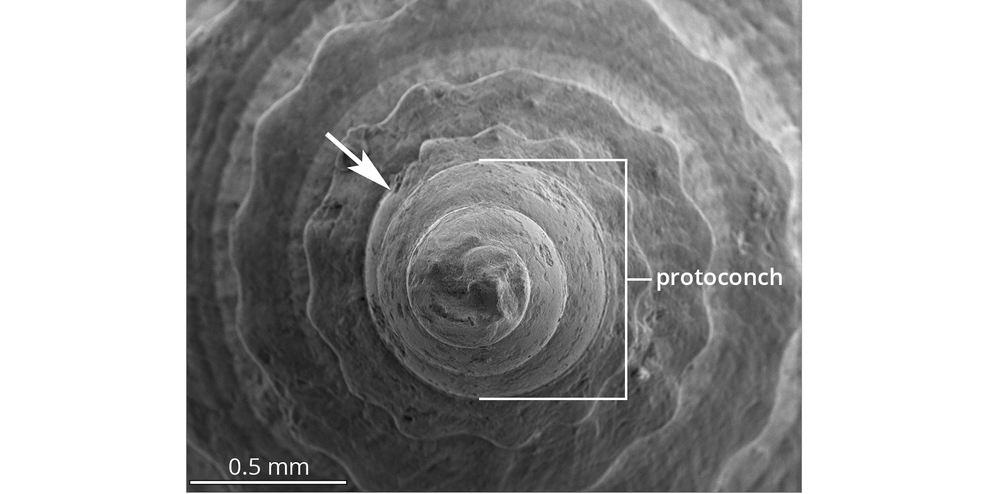 Scanning electron photomicrograph (SEM) image of a larval shell of a fossil cone snail shell from the early Pliocene of the Dominican Republic (collections of the Paleontological Research Institution, Ithaca, New York). The arrow indicates the boundary between the protoconch (larval shell) and the subsequent spire whorls. Because the protoconch has more than 3 whorls, this species likely had planktotrophic larval development.