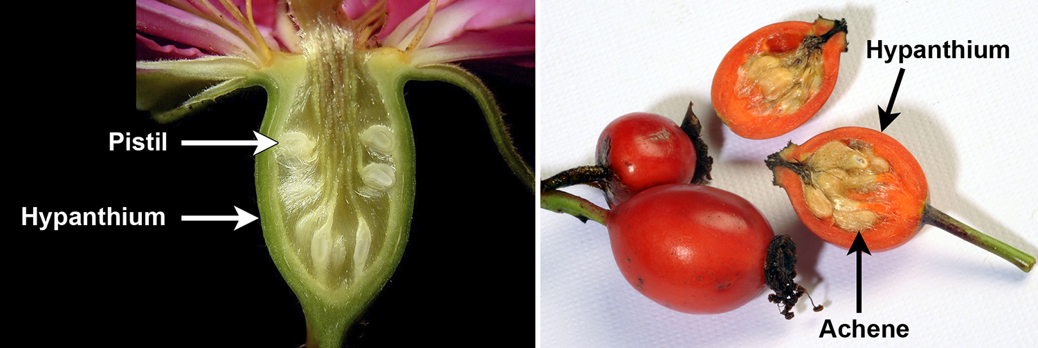 Comparison of the structure of a rose flower to a rose fruit.