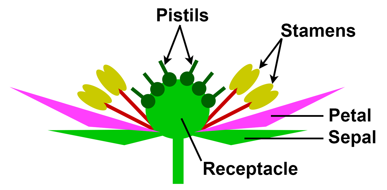 Diagram showing the structure of a flower that will produce an aggregate fruit. This type of flower has more than one pistil.